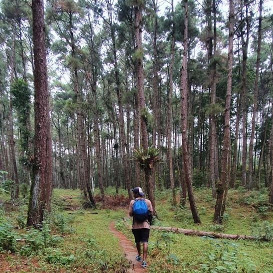 The road to Mualdam was full of pine trees. All these trees were planted by William’s father and his team about a decade ago.